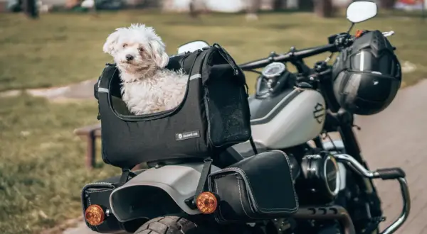 Petit chien blanc prêt pour le transport en scooter, confortablement installé dans son sac.