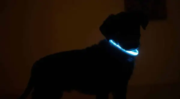 Silhouette d'un chiot noir portant un collier réfléchissant bleu lumineux dans l'obscurité.