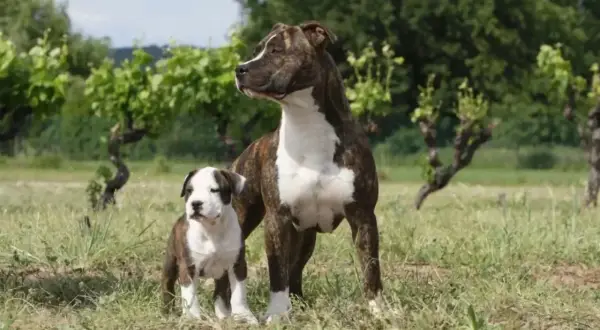 Un chiot et sa mère, deux American Staffordshire Terriers, se tiennent dans un champ. Apprendre à comment decategoriser un chien est essentiel pour une bonne éducation.