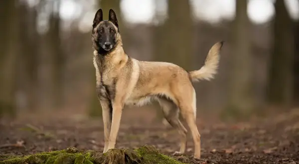 Un magnifique malinois catégorie, debout dans une forêt, le regard alerte.