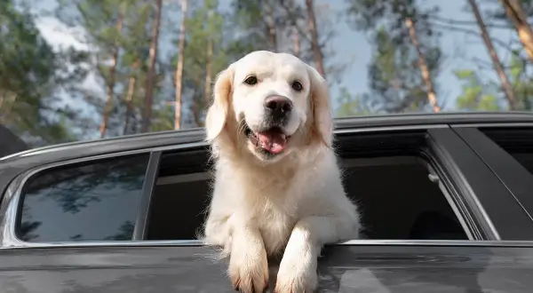 Un golden retriever joyeux sort la tête par la fenêtre d'une voiture, prêt pour une aventure. Ce **taxi animalier** est idéal pour la **formation** de votre compagnon.