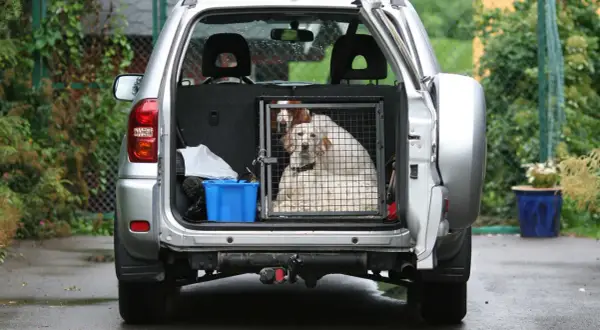 Deux chiens sont dans une cage dans le coffre d'une voiture argentée. Une solution pour comment attacher son chien dans le coffre en toute sécurité.