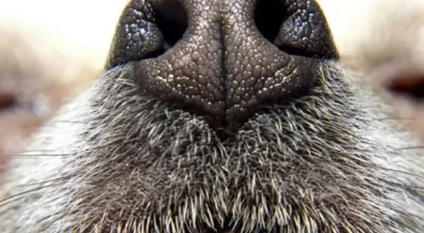 Gros plan sur le nez de chien, humide et texturé, entouré de poils gris. Un nez de chien prêt à explorer le monde.
