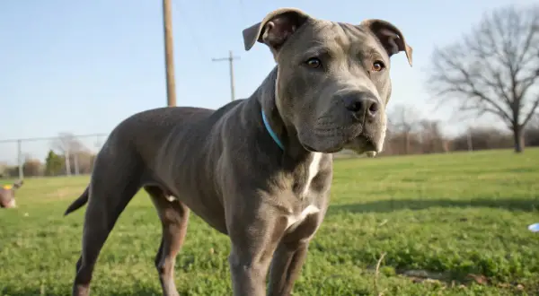 Un American Staff catégorie 1, un chien musclé au pelage gris, se tient dans un parc verdoyant sous un ciel bleu clair.