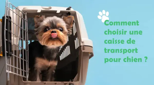 Un adorable chiot Yorkshire sort sa langue d'une cage de transport. Avis sur la cage pour chien.