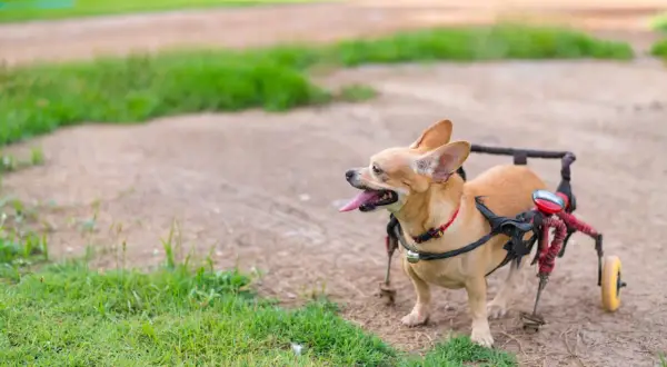 Un petit chien handicapé, un chihuahua, profite de l'extérieur avec son fauteuil roulant.