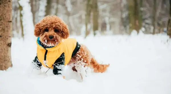 Chiot tout doux en manteau jaune, couvert de neige, explorant un paysage hivernal.