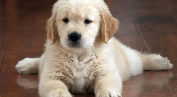Adorable bébé golden retriever, tout doux, se repose sur un parquet en bois.