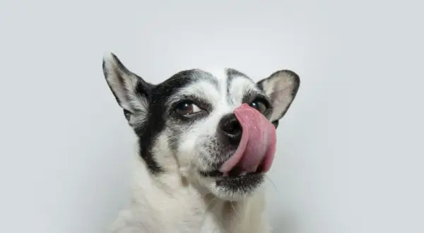 Un chien qui se lèche les babines, l'air gourmand. Sa langue rose ressort sur son museau.