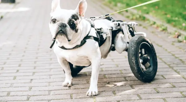 Un bouledogue français blanc et noir, un chien handicapé avec un chariot pour ses pattes arrières, se promène sur un chemin pavé.