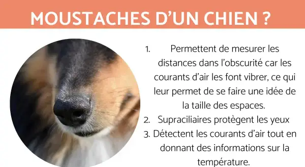 Gros plan sur le museau d'un chien, mettant en évidence ses vibrisses. Ces "moustache chien" aident à mesurer les distances et à détecter les courants d'air.