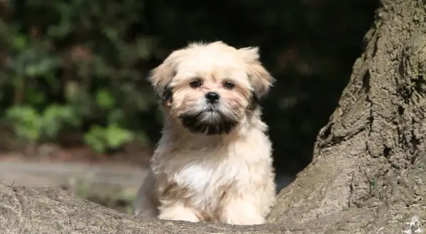 Adorable chiot Lhassa Apso au poil court, assis sur une branche d'arbre, regardant curieusement.