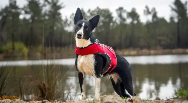 Chien noir et blanc avec un gilet rouge, prêt à explorer près d'un lac où les chiens sont autorisés.
