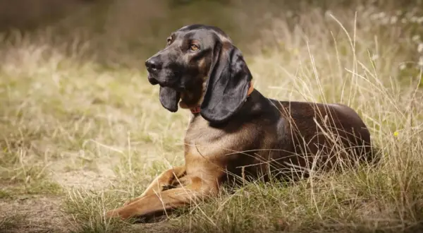 Un chien de sang chasse, couché dans l'herbe sèche, le regard attentif.