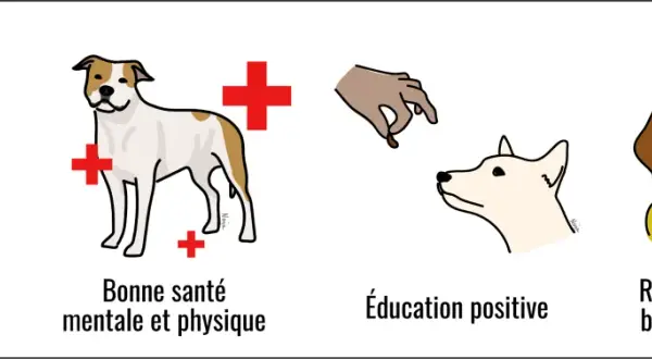 Prévenir le risque de morsure : bonne santé, éducation positive et relation de confiance. Un chien qui mord peut être évité.