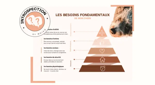 Pyramide des besoins fondamentaux de mon chien : utilité, estime, sociaux, sécurité, physiologiques. Comprendre le besoin du chien pour son bien-être.