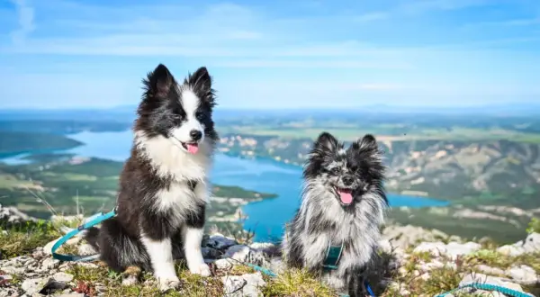 Deux adorables chiens, un Border Collie et un Spitz, profitent de la vue panoramique sur le lac de Sainte-Croix.