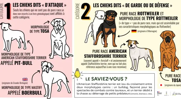 Illustration de chiens de différentes morphologies, dont certains peuvent être considérés comme un croisement chien dangereux, classés en catégories "d'attaque" et "de garde ou de défense".