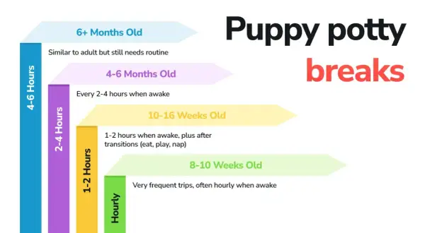 Graphique montrant combien de temps un chien peut se retenir, de très fréquent pour les chiots à 4-6h pour les plus âgés.