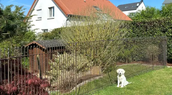 Un chien blanc attend sagement dans un jardin clôturé. La hauteur du grillage chien semble adaptée pour le garder en sécurité.
