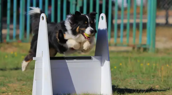 Un chien australien saute par-dessus un obstacle, balle dans la gueule, lors d'une compétition de flyball.