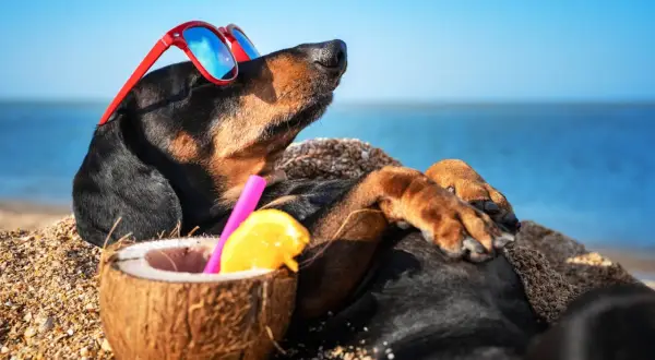 Un chien profite de ses vacances à la mer, lunettes de soleil rouges sur le nez, allongé sur le sable avec un cocktail de noix de coco.