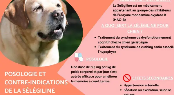 Un chien labrador est représenté. Le texte explique la sélégiline pour chien, ses usages, sa posologie et ses effets secondaires, comme l'hypertension.