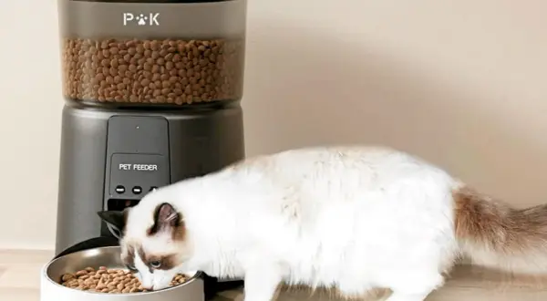 Un chat mange des croquettes dans une gamelle devant un distributeur automatique.