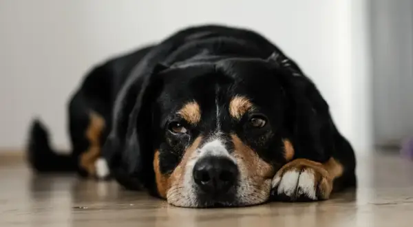 Chien noir et brun, l'air fatigué, posé sur le sol. Il semble avoir ingéré de la valériane, un danger pour lui.