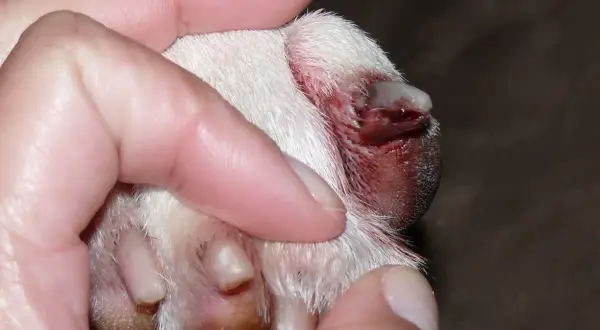 Gros plan sur une patte de chien, montrant une griffe de chien à vif, blessée et saignante, tenue par des doigts humains.