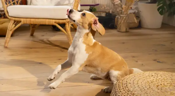 Un chien aux couleurs beige et blanc, la langue sortie, semble attendre une friandise au foie de chien.