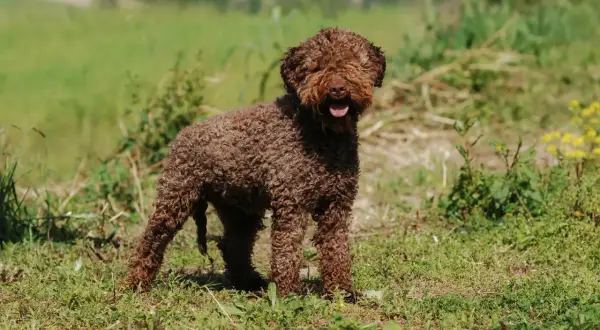 Un adorable lagotto romagnolo, au pelage brun et bouclé, se tient dans un champ verdoyant, la langue sortie, prêt pour l'aventure.