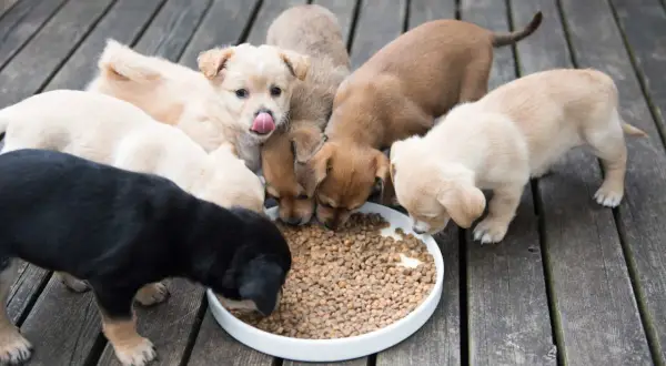 Une joyeuse bande de chiots, de différentes couleurs, se régale de croquettes. L'alimentation chiot est essentielle pour leur croissance.