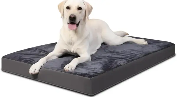 Un labrador blanc se repose sur un coussin ergonomique pour chien gris foncé, l'air heureux et détendu.