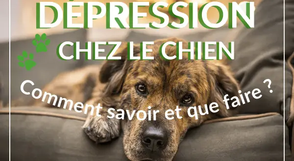 Un chien triste, le regard perdu, semble souffrir de dépression. Le texte "Dépression chez le chien : Comment savoir et que faire ?" l'accompagne.