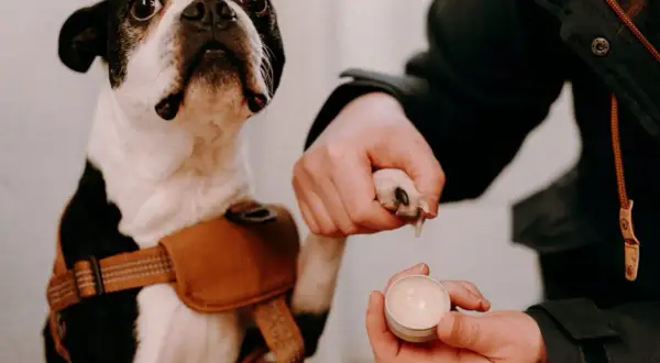 Un Boston Terrier reçoit un baume coussinet chien fait maison pour ses pattes.