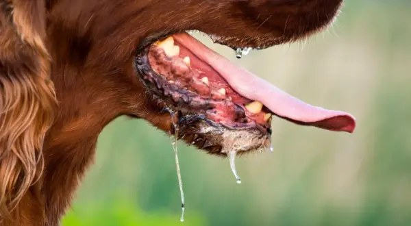 Gros plan sur la gueule d'un chien brun, la langue pendante et baveuse. Une salivation excessive peut être un symptôme de rage chez le chien.