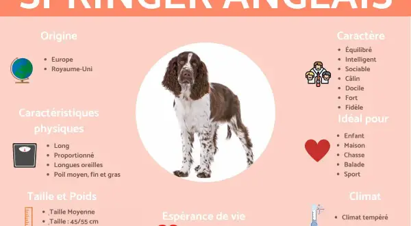 Un Springer Anglais, chien au caractère équilibré et intelligent, idéal pour la famille et les activités de plein air.