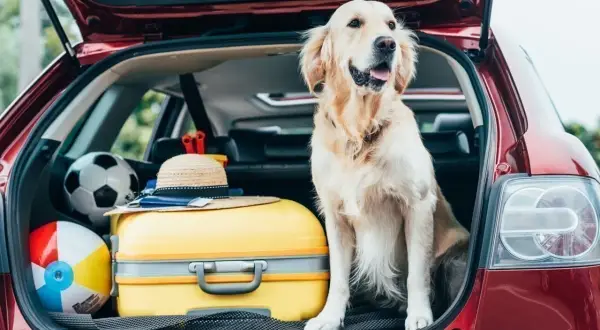 Un golden retriever attend patiemment dans le grand coffre d'une voiture, prêt pour l'aventure avec une valise jaune, un ballon et un chapeau de paille.