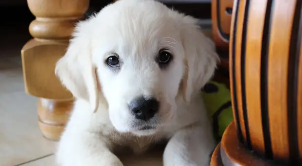 Adorable chiot blanc, curieux de savoir à quel âge un chiot est propre. Il regarde la caméra, caché derrière des meubles en bois.