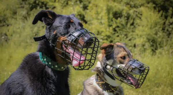 Deux chiens portent des muselières en cage, conçues pour permettre de boire. L'un est noir avec un collier vert, l'autre est marron et gris avec un collier clouté.