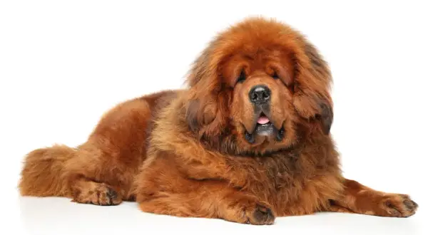 Un imposant dogue du Tibet, impressionnant par sa taille et sa fourrure épaisse, repose paisiblement sur un fond blanc.