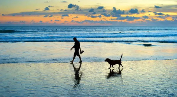 Un homme et son chien profitent d'une promenade sur la plage au coucher du soleil. Les vagues douces et le ciel coloré créent une atmosphère paisible.