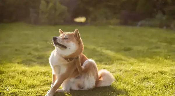 Un chien Shiba Inu se gratte la peau sur l'herbe, peut-être à cause d'une allergie alimentaire.