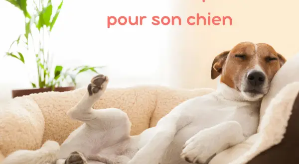 Un chien dort paisiblement dans un panier chien tout doux, les pattes en l'air. Le confort est essentiel pour un sommeil réparateur.