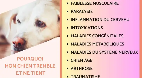 Un chien au regard triste, qui tremble et ne mange pas. Causes possibles : faiblesse musculaire, paralysie, intoxication, arthrose, etc.