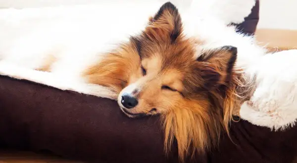 Un chien Shetland Sheepdog dort paisiblement dans son panier douillet. Un moment de pur bonheur, le rêve de dormir avec son chien.