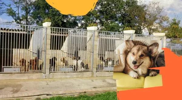 Construction d'un chenil pour chiens de chasse. Plusieurs chiens sont dans des enclos. Un chien corgi est confortablement installé sur un canapé.