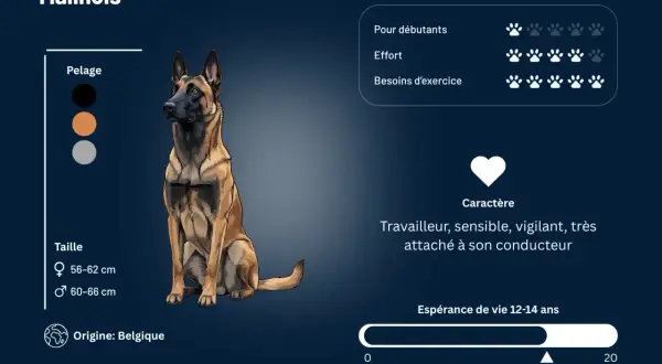 Le Malinois, travailleur et vigilant, a pour point faible du malinois sa sensibilité. Il n'est pas idéal pour débutants.
