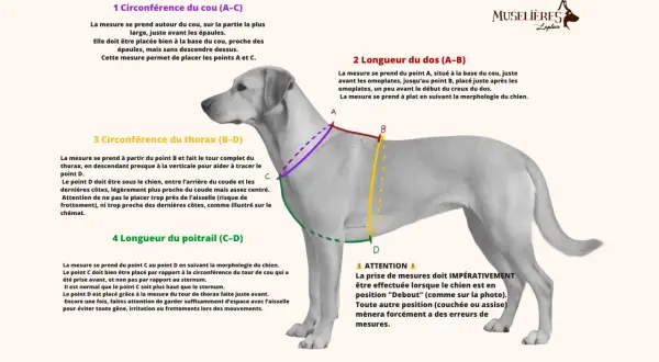 Le chien est mesuré pour un tour de poitrail. Les points C et D sont indiqués pour la mesure.